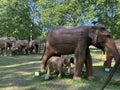 A herd of 100 elephant sculptures have taken up space in LondonÃ¢â¬â¢s Royal Parks Royalty Free Stock Photo